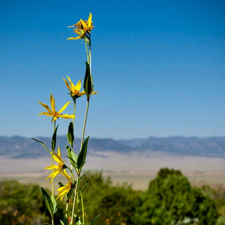 Valley View Hot Springs—Orient Land Trust Camping The Dyrt
