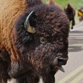 Review photo of Cottonwood Campground — Theodore Roosevelt National Park by Morgan Y., November 6, 2020