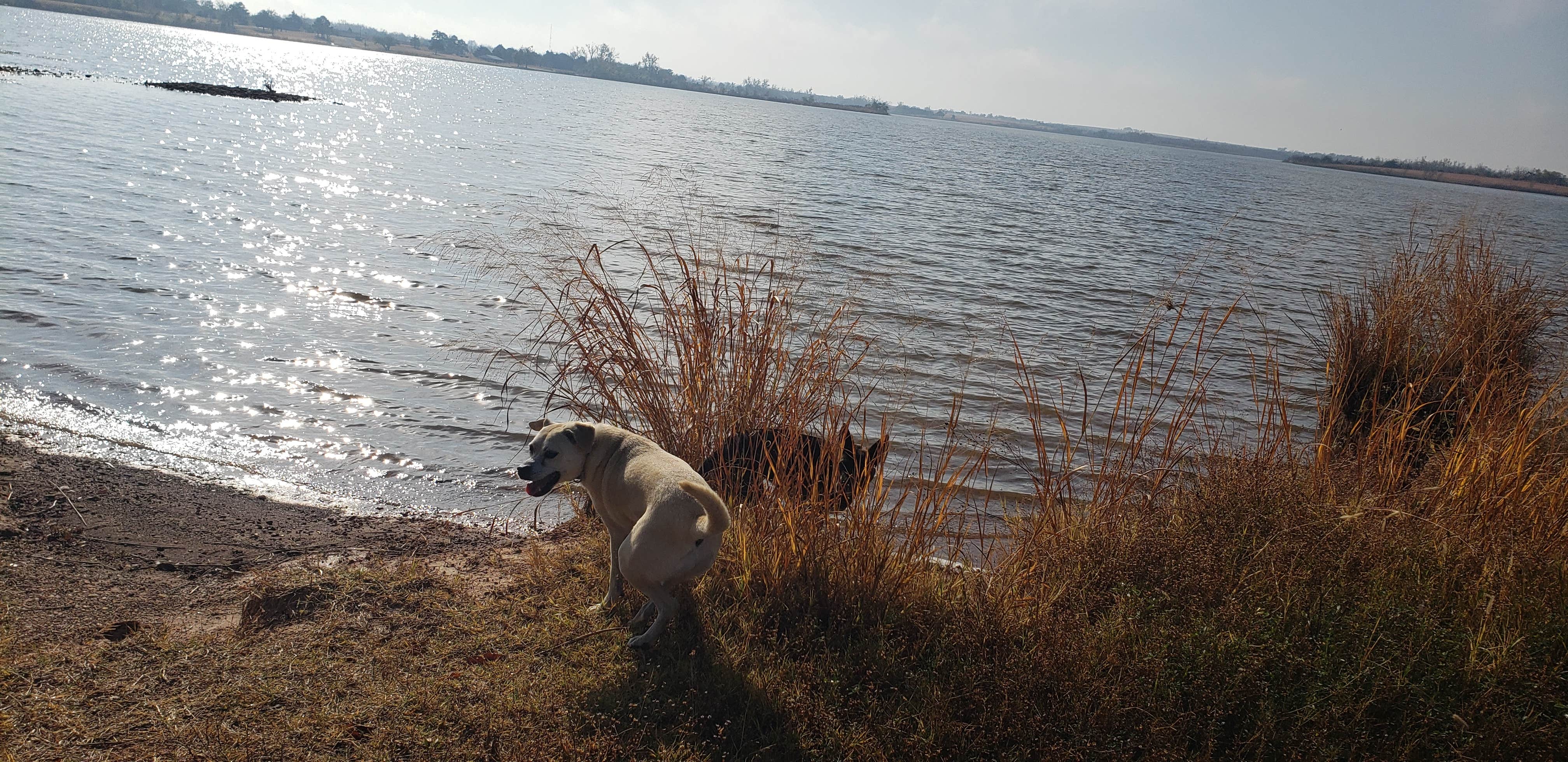 Chelsea R.'s photo of camping with pets at Perry Lake Campground near Kaw Lake
