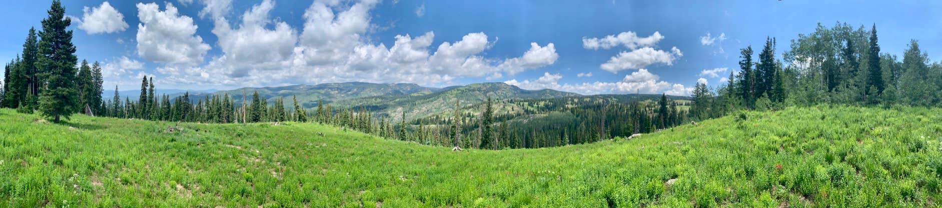 Camper submitted image from Buffalo Pass Dispersed - 2