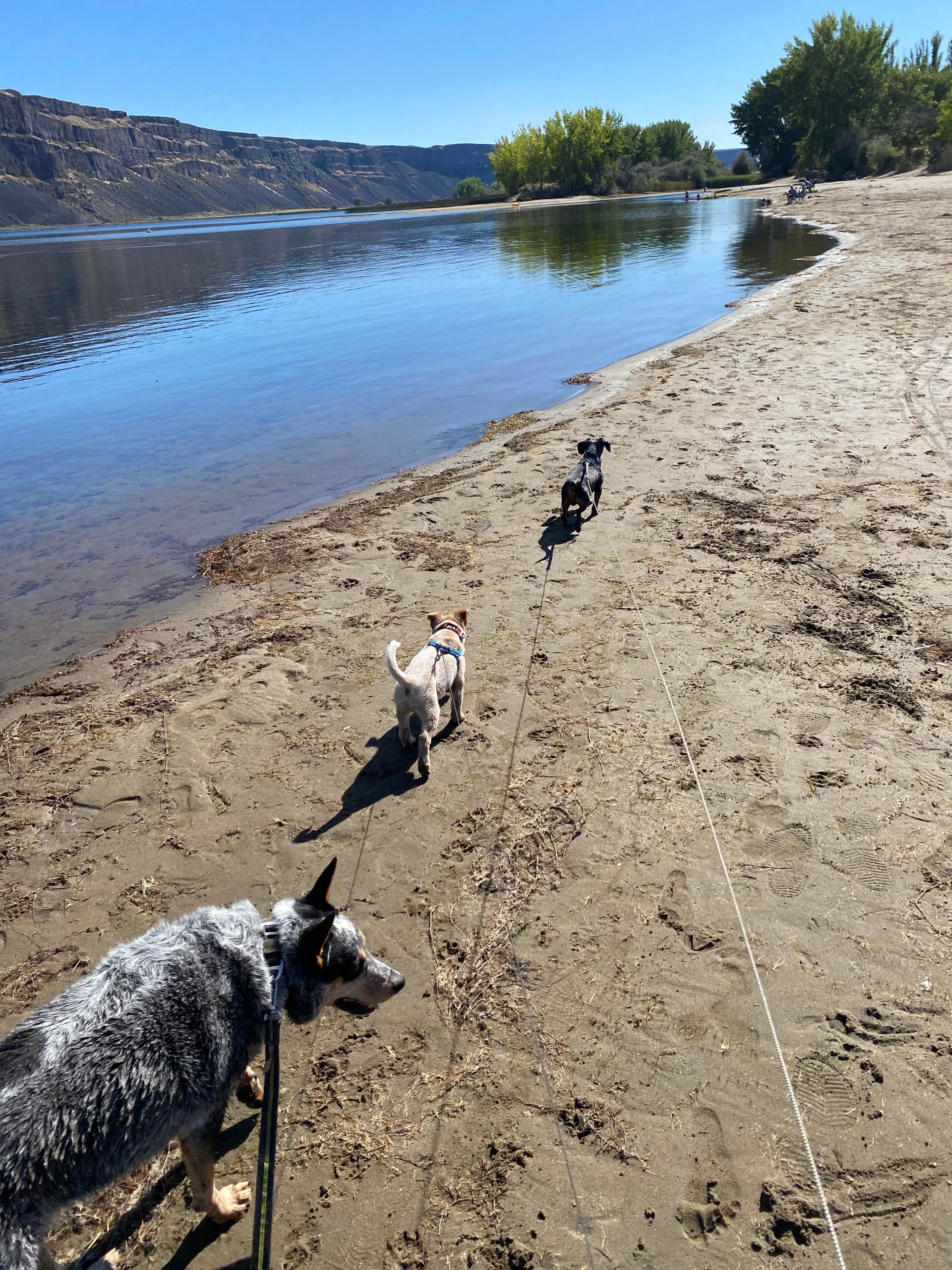 Shelly S.'s photo of camping with pets at Sage Loop Campground — Steamboat Rock State Park near Coulee Dam, WA
