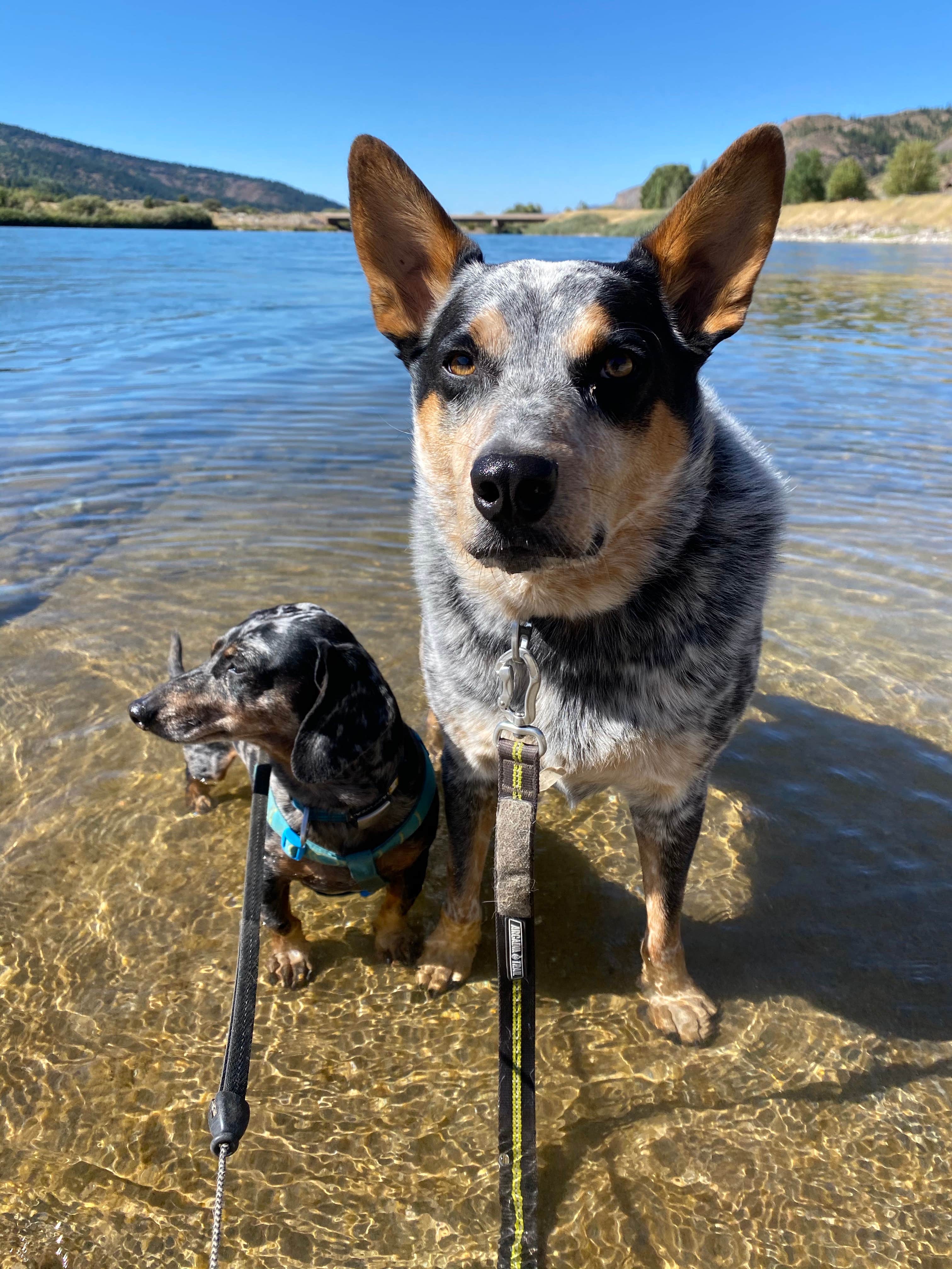 Shelly S.'s photo of camping with pets at Riverside Park Campground near Thayne, WY