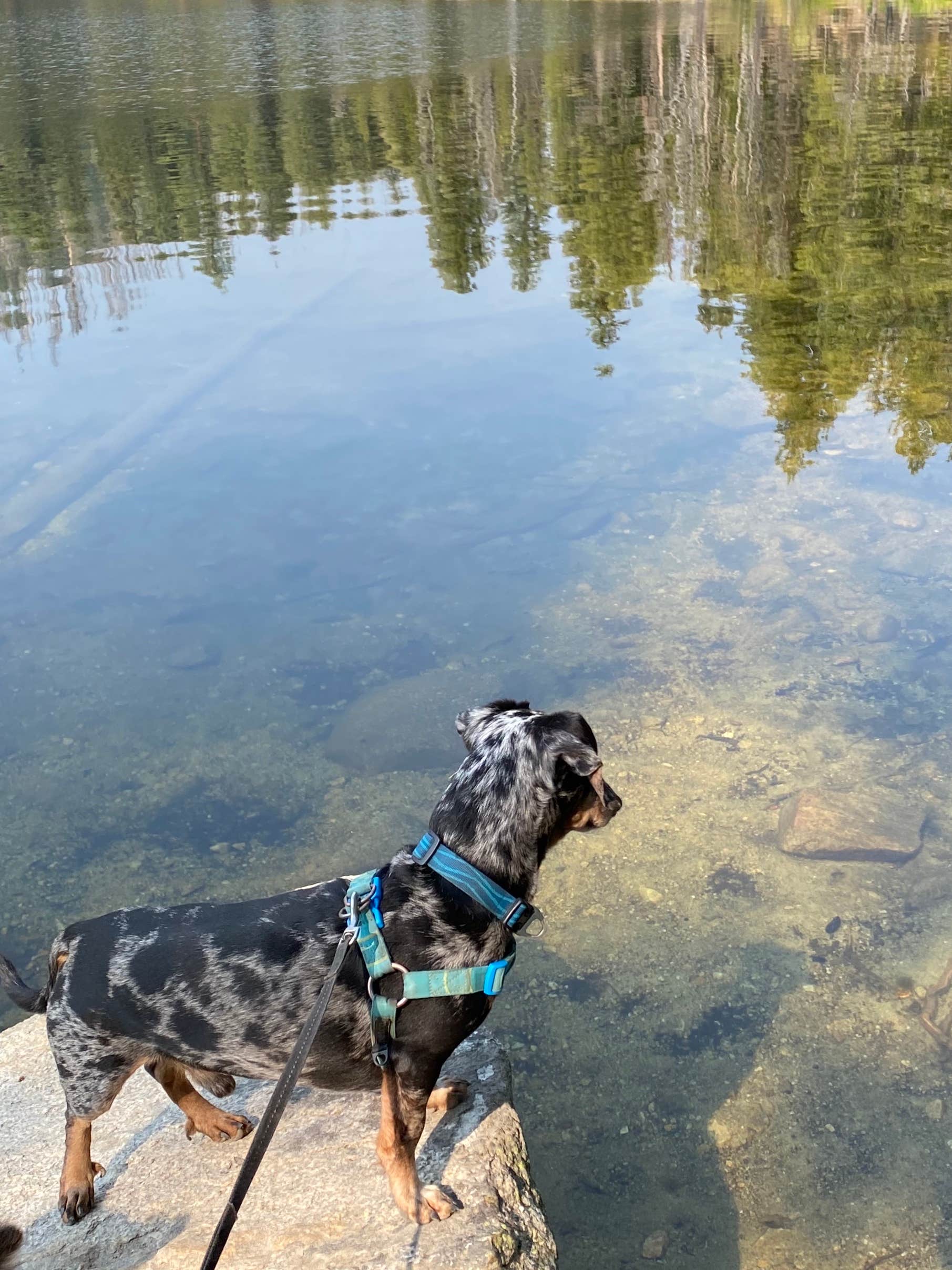 Shelly S.'s photo of camping with pets at Picnic Point (ID) near McCall, ID
