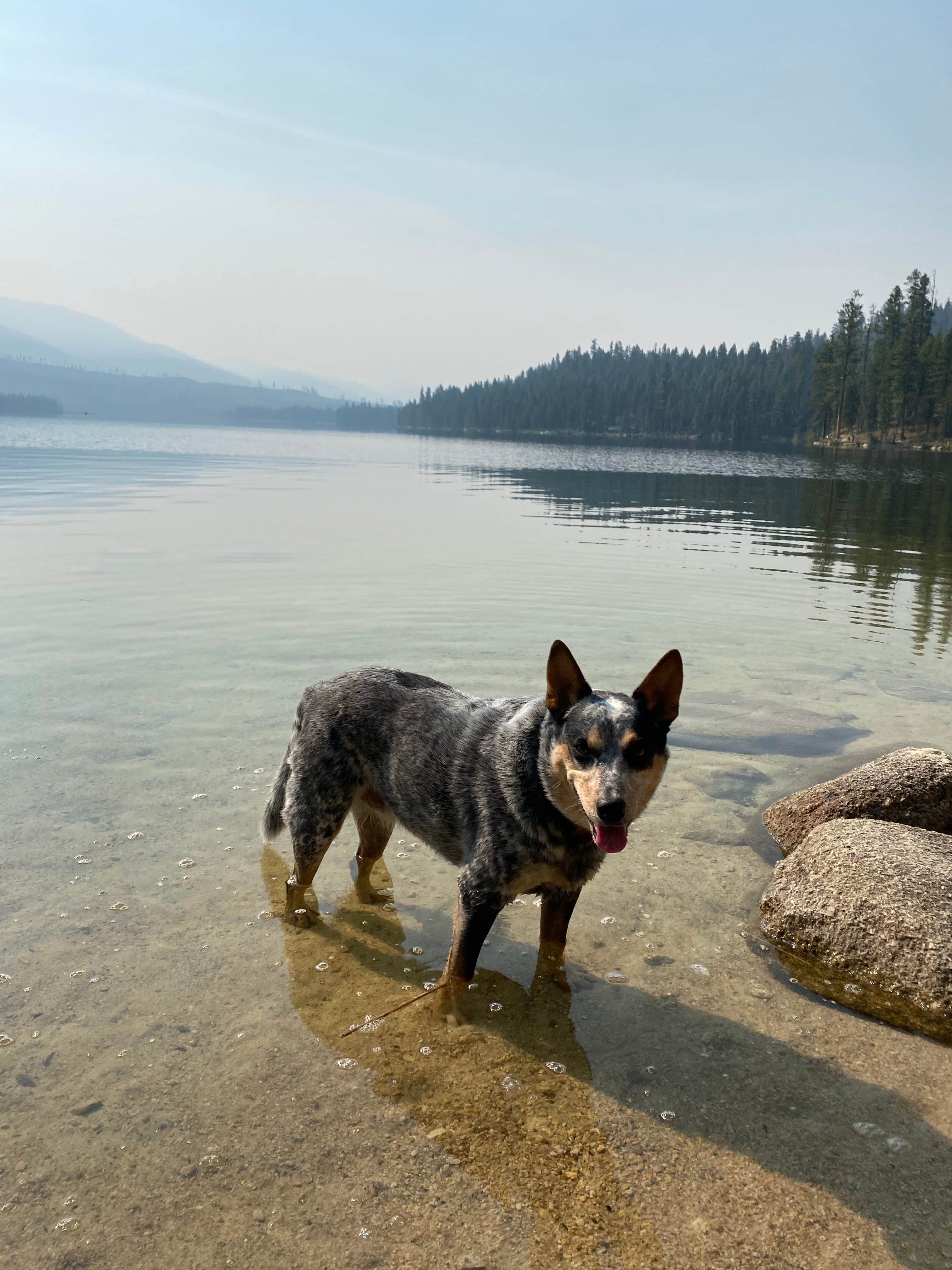Shelly S.'s photo of camping with pets at Boise National Forest Shoreline Campground near Spink, ID