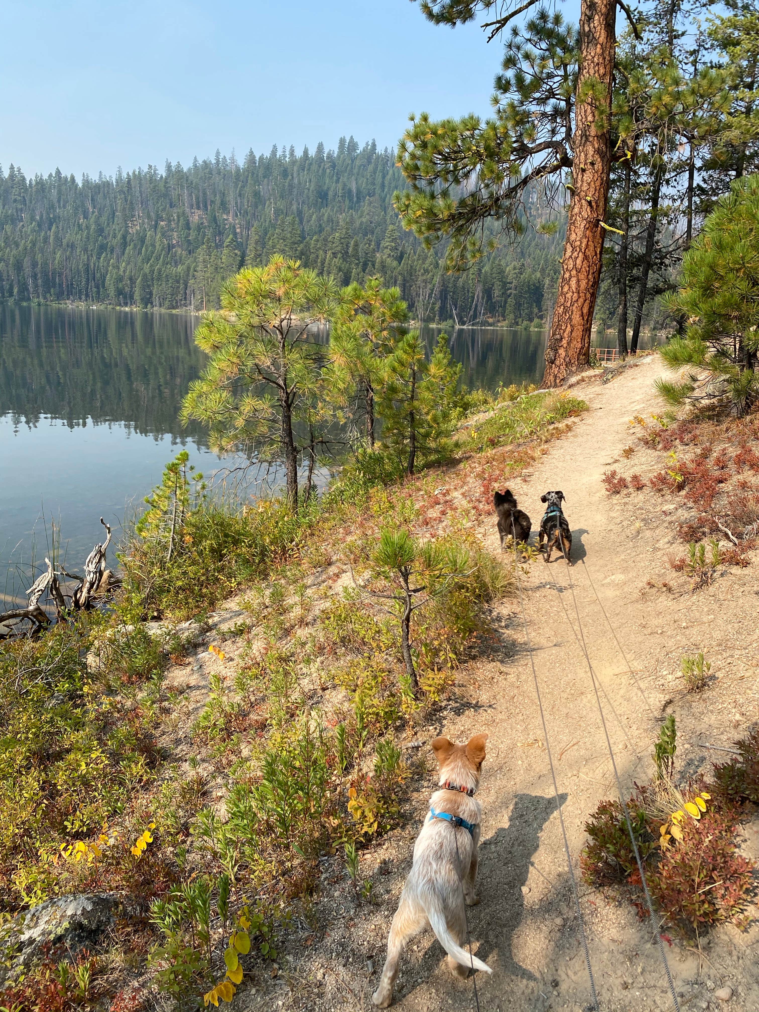 Shelly S.'s photo of camping with pets at Shoreline near McCall, ID