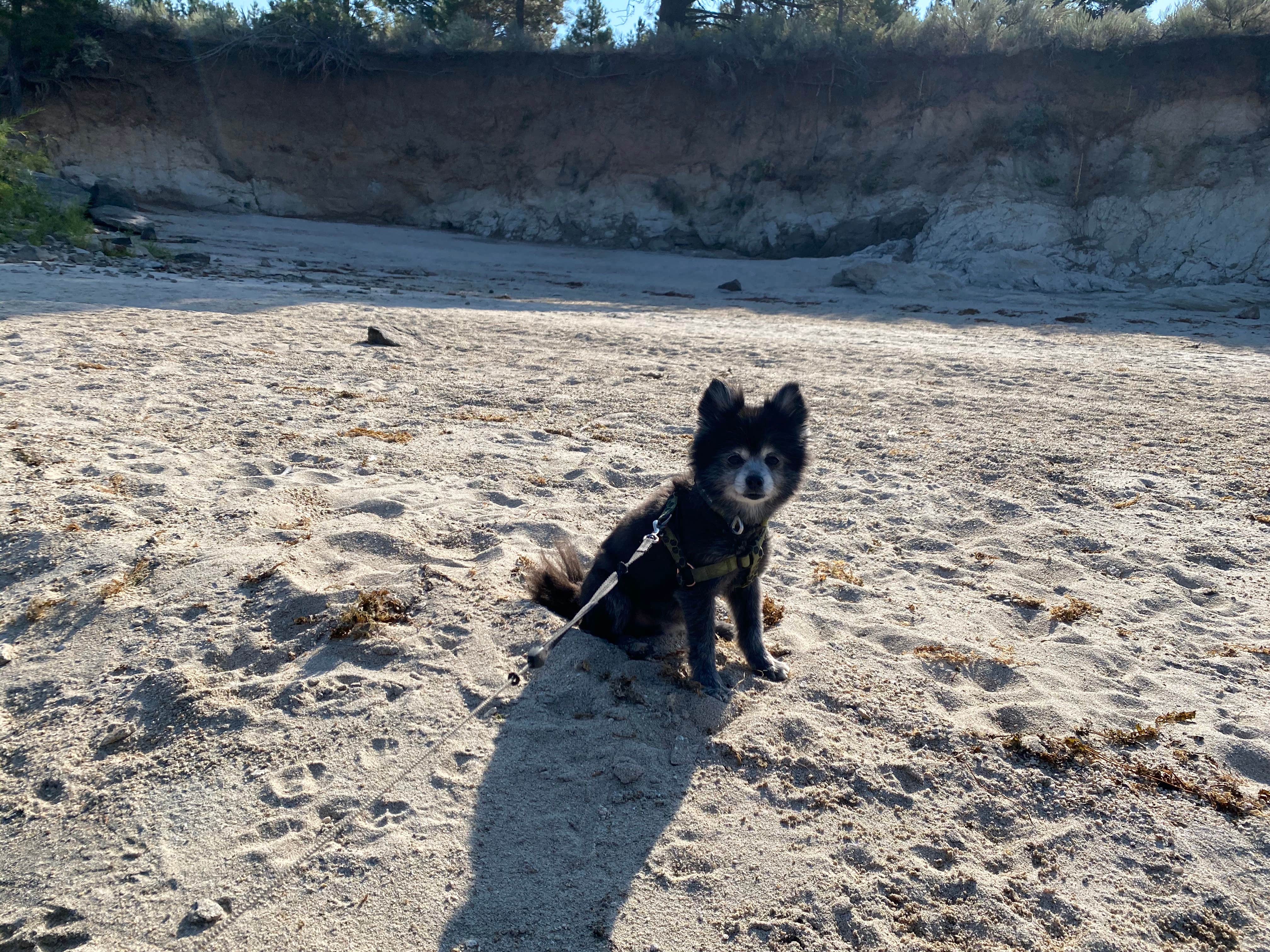 Shelly S.'s photo of camping with pets at Sage Bluff Campground — Lake Cascade State Park near McCall, ID