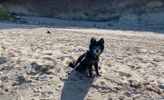 Shelly S.'s photo of camping with pets at Sage Bluff Campground — Lake Cascade State Park near New Meadows, ID