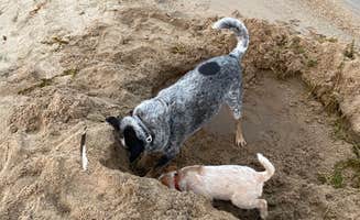 Shelly S.'s photo of camping with pets at Big Sage Campground — Lake Cascade State Park near Payette National Forest