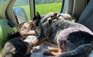 Shelly S.'s photo of camping with pets at Winthrop/N. Cascades National Park KOA Holiday near Conconully, WA