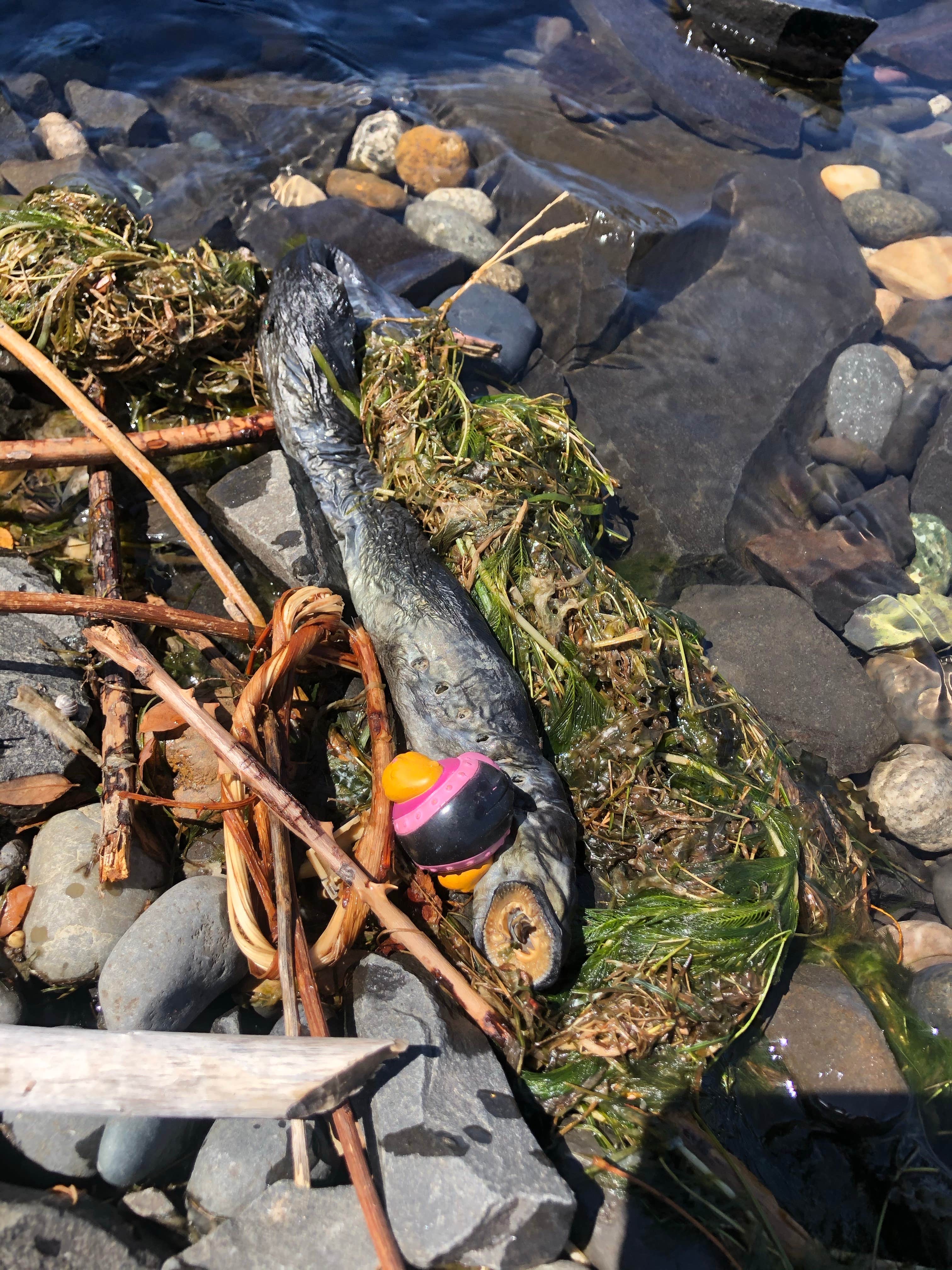 Camper-submitted photo at Celilo Park Recreation Area near John Day Lock and Dam, Lake Umatilla