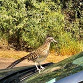 Review photo of Rio Grande Village RV Campground — Big Bend National Park by Brian H., November 7, 2020