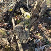 Review photo of Sugar River Forest Preserve by Wendy R., November 7, 2020