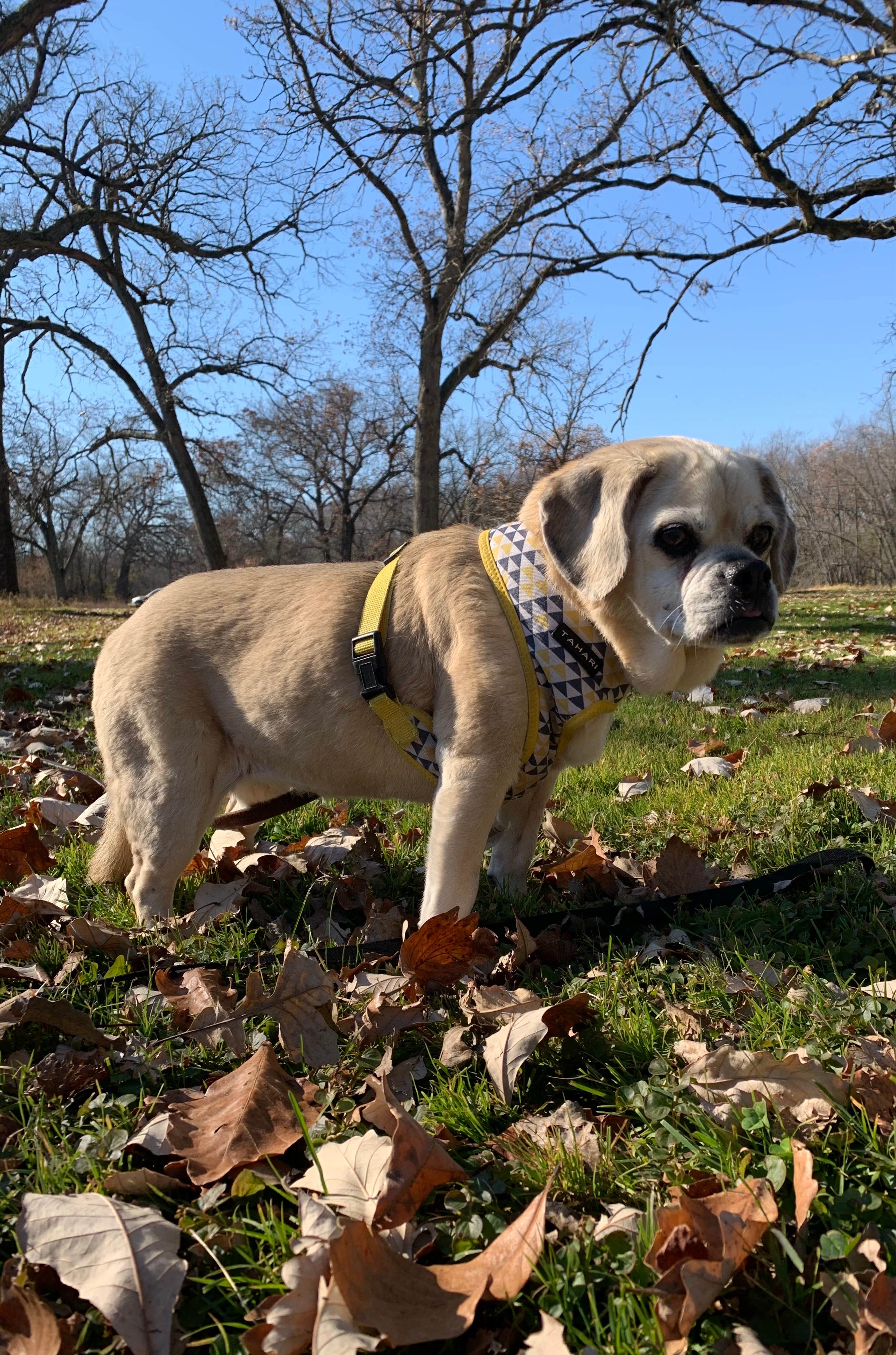 Wendy R.'s photo of camping with pets at Sugar River Forest Preserve near Beloit, WI