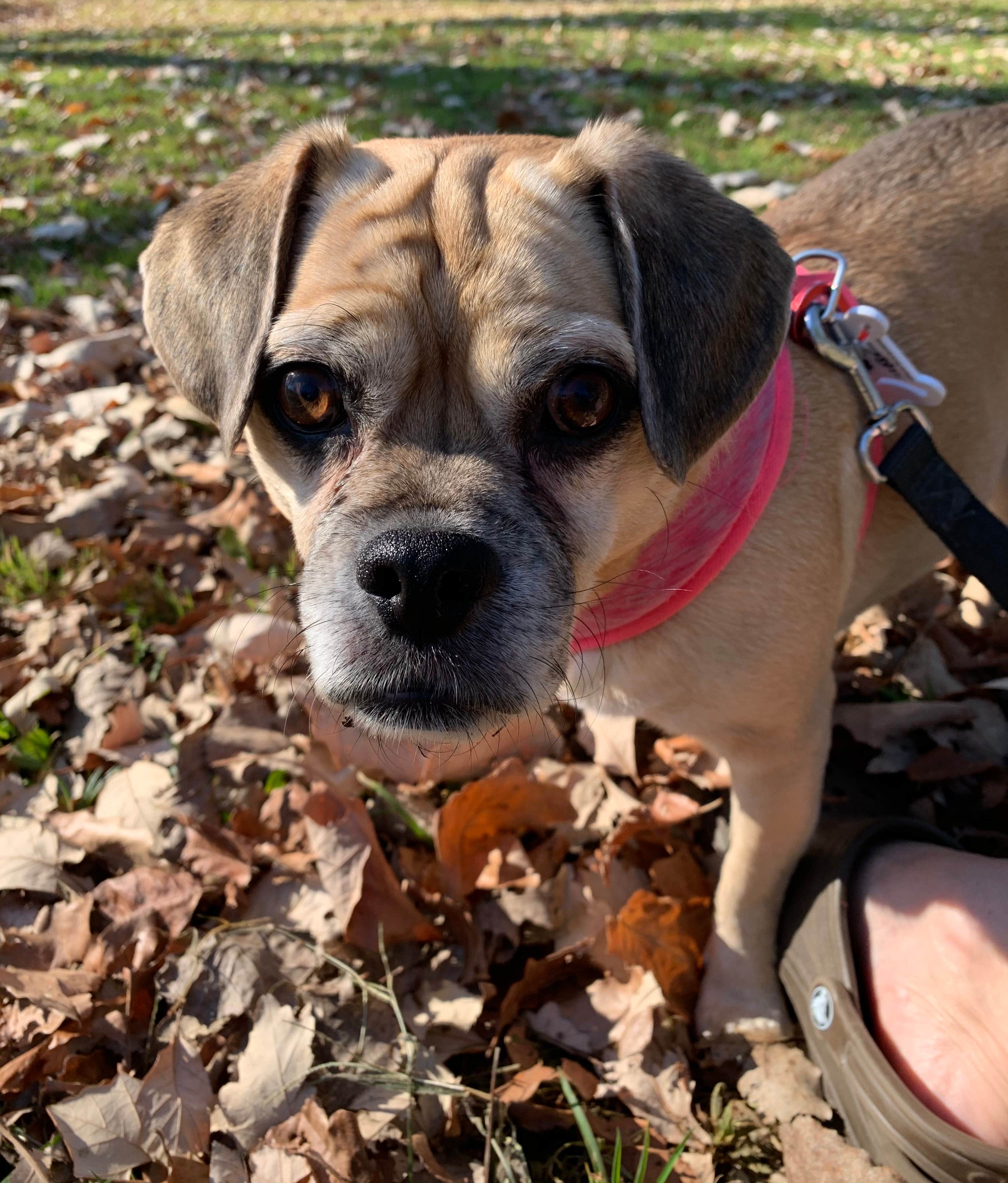 Wendy R.'s photo of camping with pets at Sugar River Forest Preserve near Oregon, WI