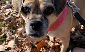 Wendy R.'s photo of camping with pets at Sugar River Forest Preserve near Oregon, WI