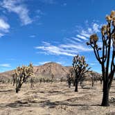 Review photo of Mojave Cross Dispersed — Mojave National Preserve by Sara R., November 7, 2020