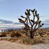 Review photo of Mojave Cross Dispersed — Mojave National Preserve by Sara R., November 7, 2020