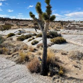Review photo of Mojave Cross Dispersed — Mojave National Preserve by Sara R., November 7, 2020