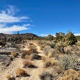 Review photo of Mojave Cross Dispersed — Mojave National Preserve by Sara R., November 7, 2020