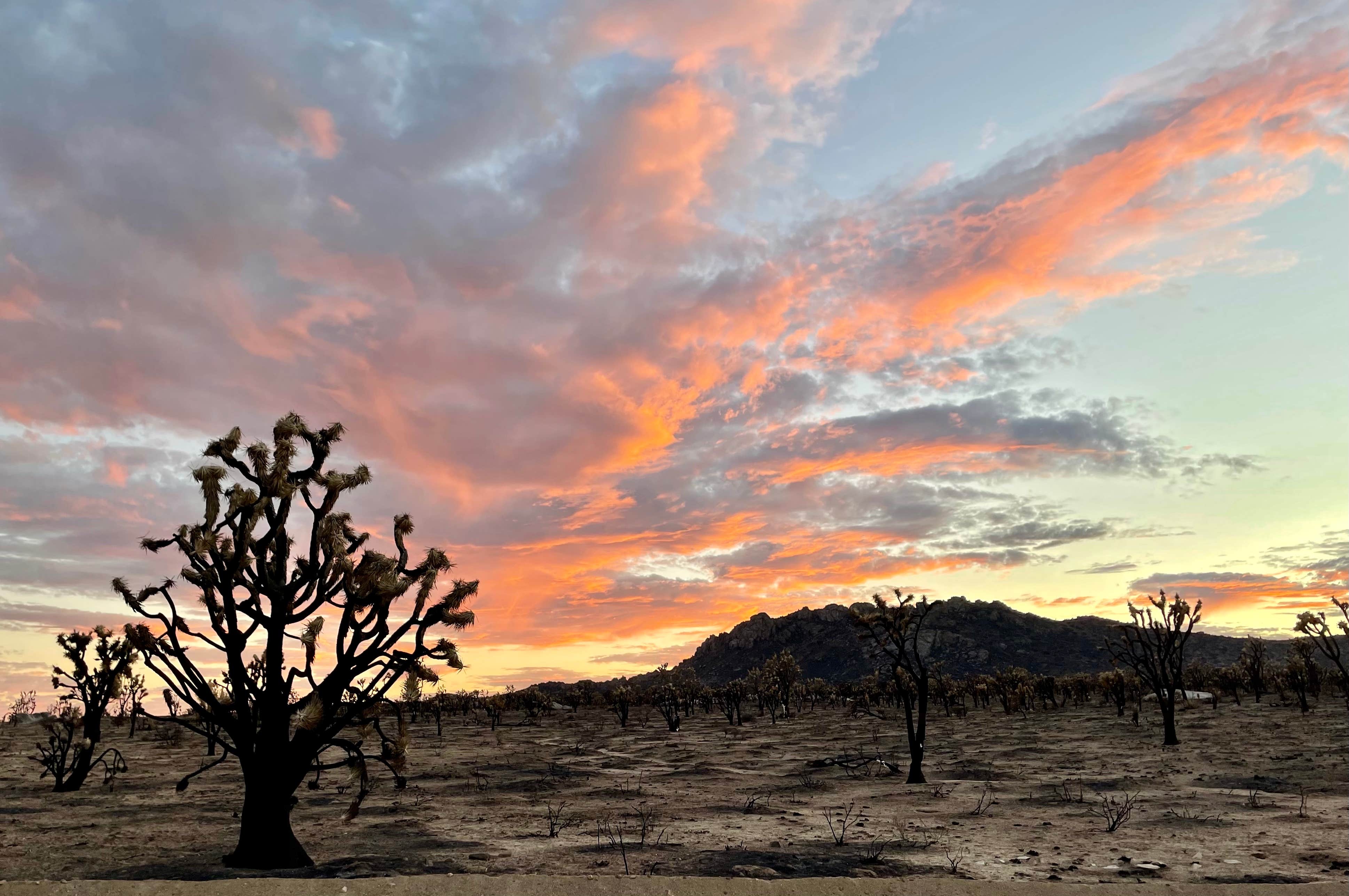 Sara R.'s photo of a dispersed camping area at Mojave Cross Dispersed — Mojave National Preserve near Jean, NV