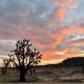 Review photo of Mojave Cross Dispersed — Mojave National Preserve by Sara R., November 7, 2020