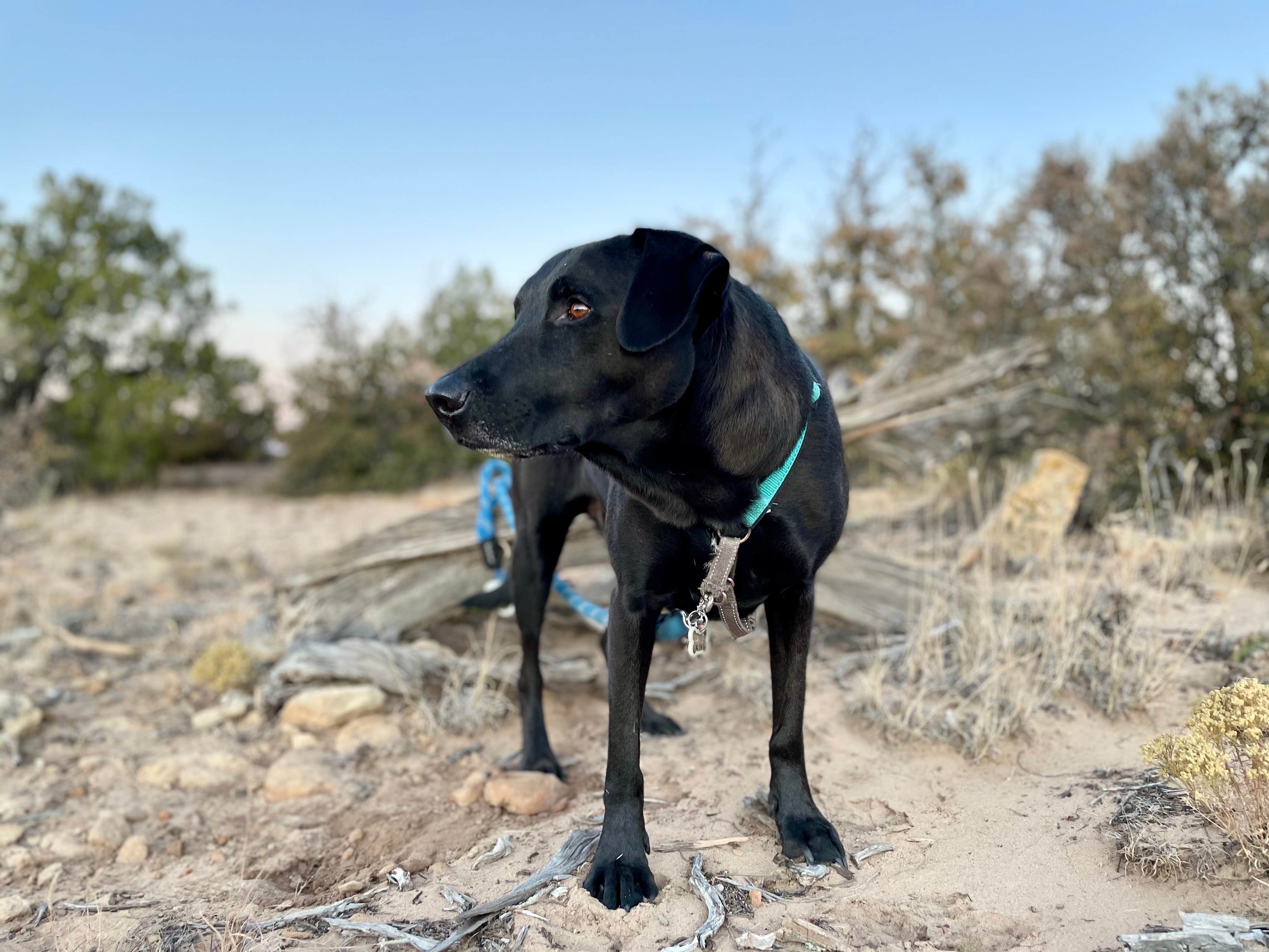 Sara R.'s photo of camping with pets at Joe Skeen Campground - El Malpais NCA near Continental Divide, NM