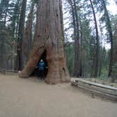 Review photo of Crane Flat Campground — Yosemite National Park by Carly E., May 23, 2018