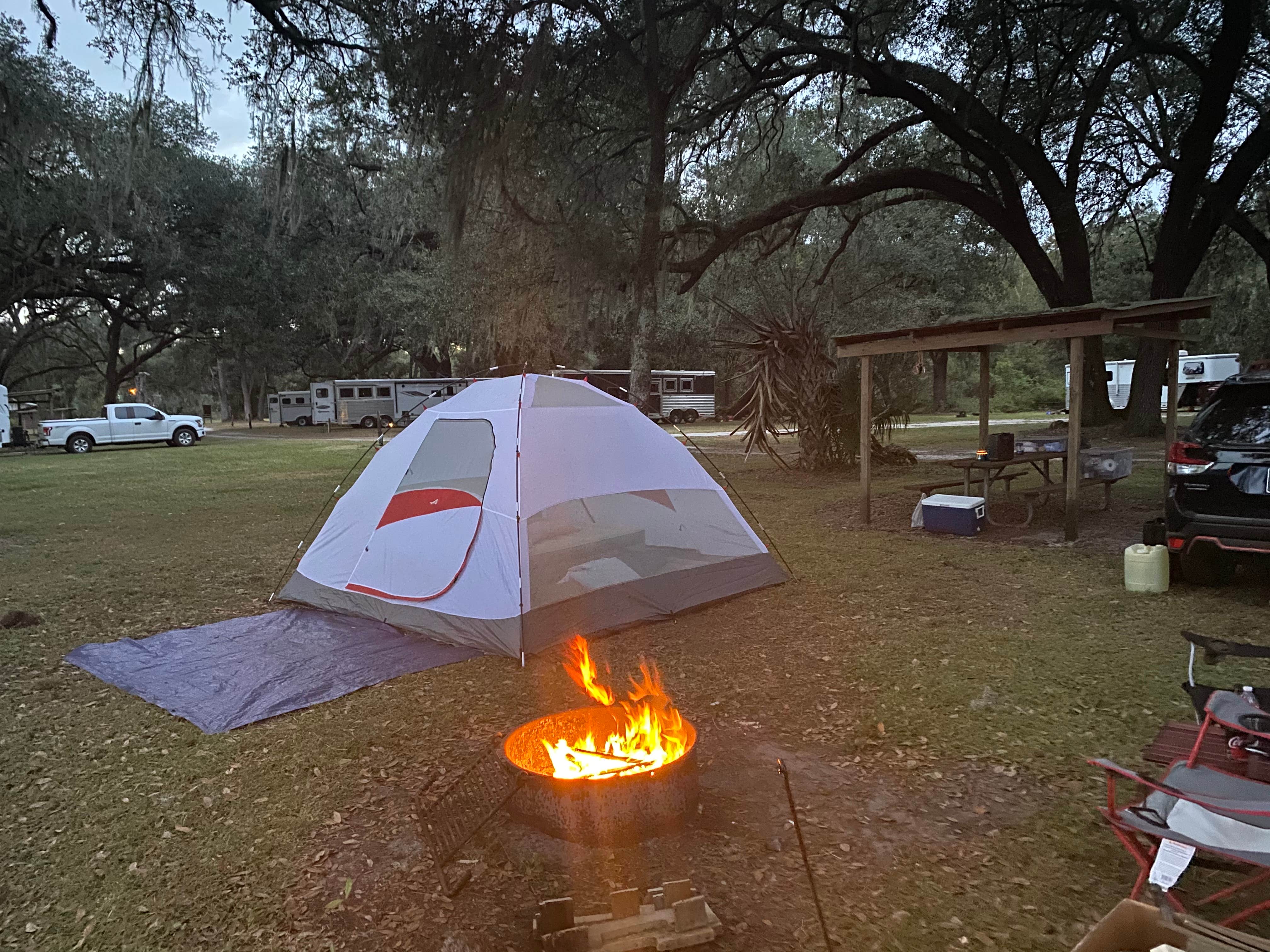 Camper submitted image from Green Swamp — West Tract - 3