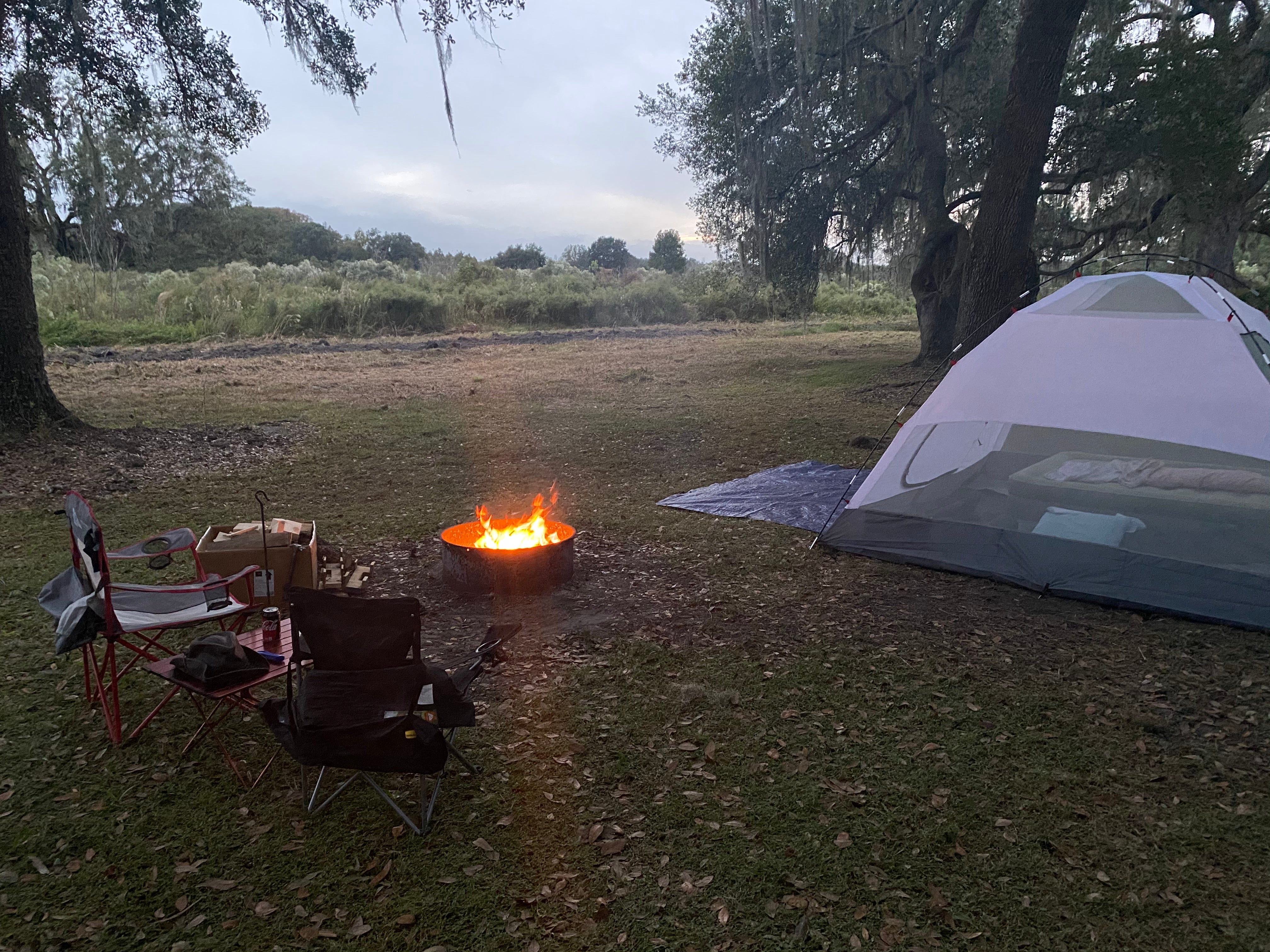 Camper submitted image from Green Swamp — West Tract - 4