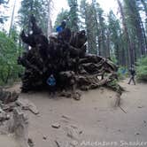 Review photo of Crane Flat Campground — Yosemite National Park by Carly E., May 23, 2018