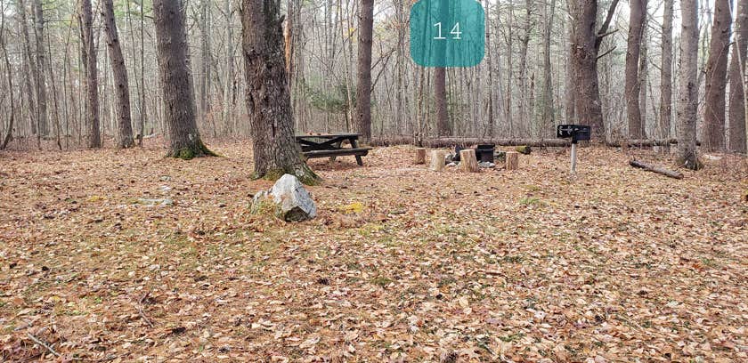 Camper submitted image from Federated Womens Club State Forest - 4