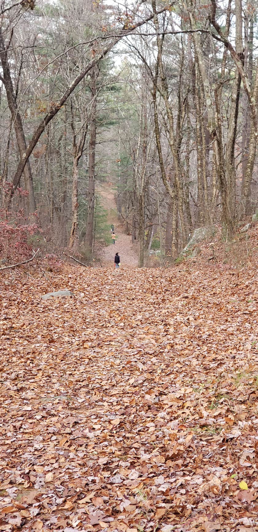 Camper-submitted photo at Federated Womens Club State Forest near Whately, MA