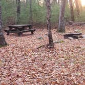 Review photo of Federated Womens Club State Forest by Jean C., November 8, 2020