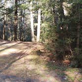 Review photo of Otter River State Forest by Jean C., November 8, 2020