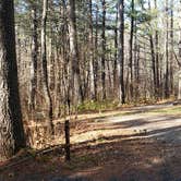 Review photo of Otter River State Forest by Jean C., November 8, 2020