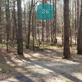 Review photo of Otter River State Forest by Jean C., November 8, 2020