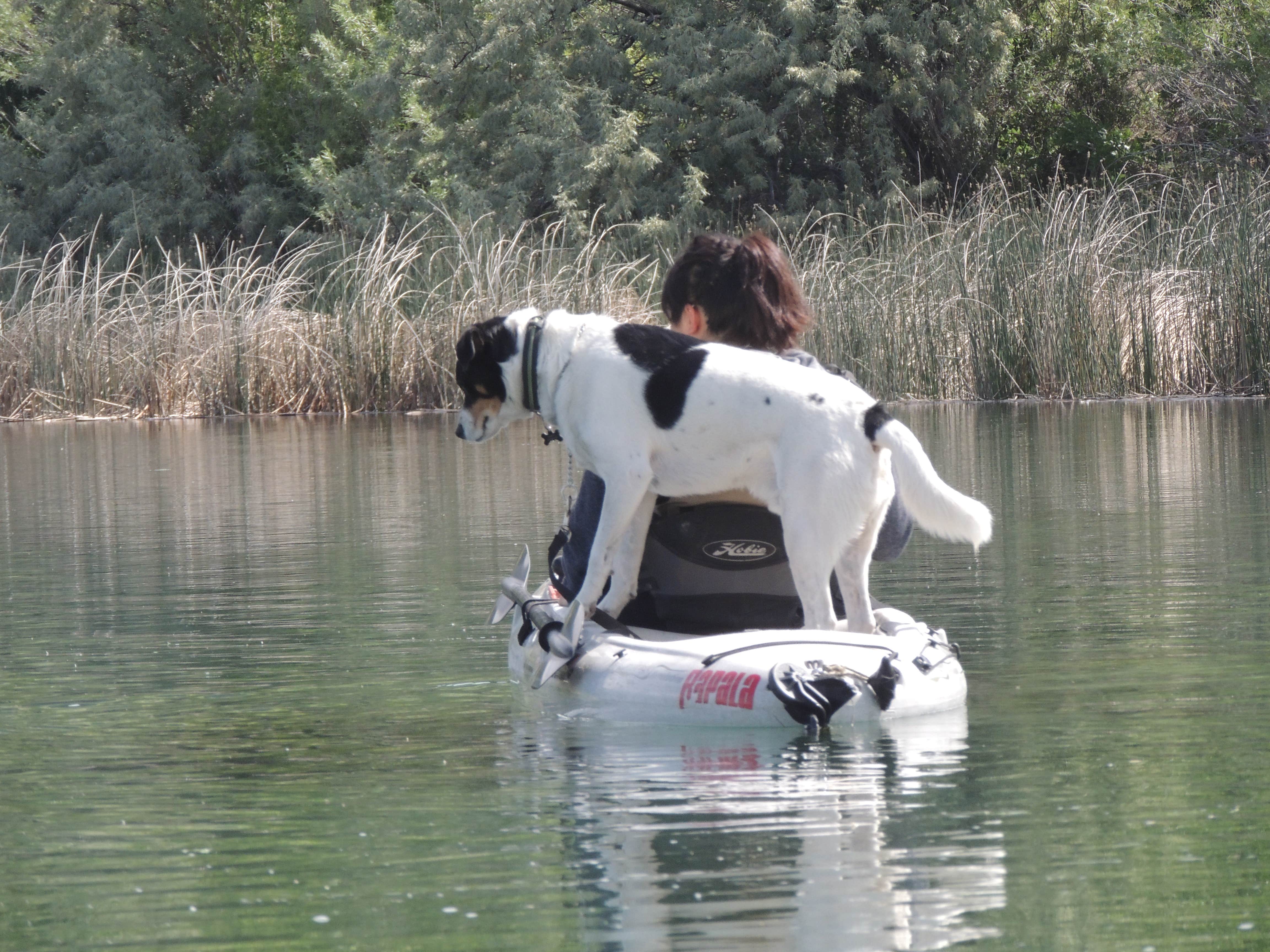 Ed E.'s photo of camping with pets at Banbury Hot Springs Campground - Temporarily Closed near Jerome, ID