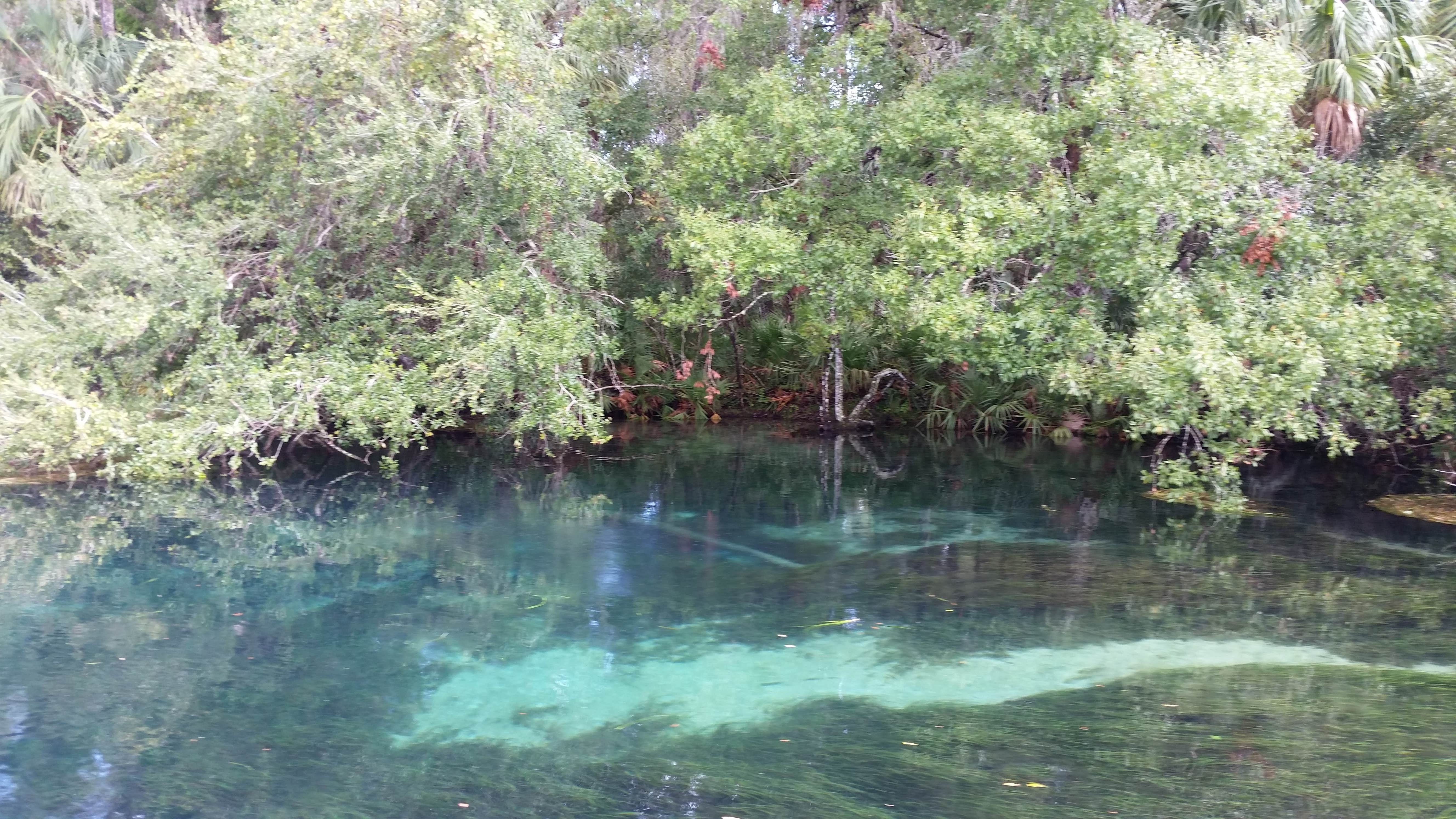 Rainbow Springs The Dyrt