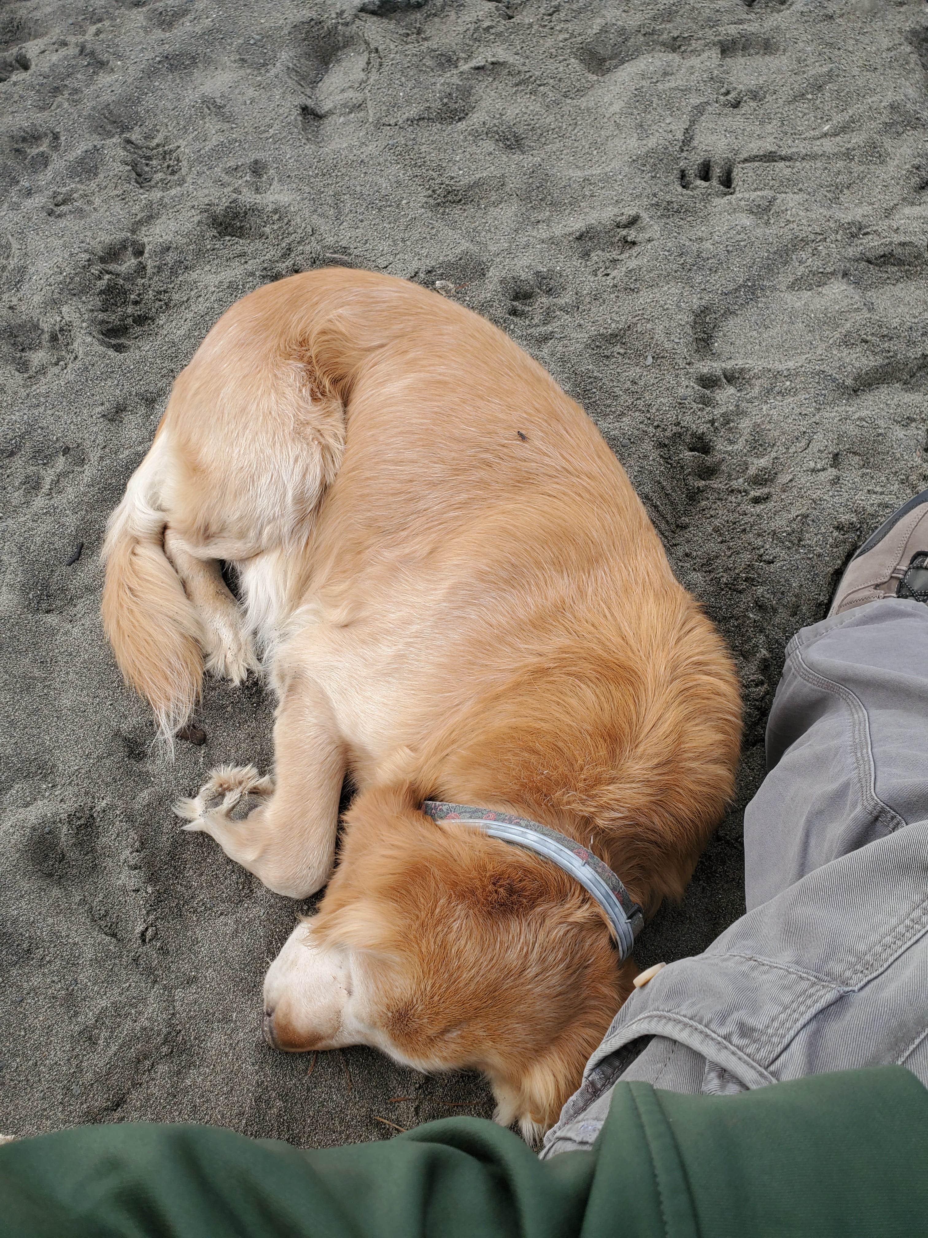 Michael R.'s photo of camping with pets at Mattole Campground near Petrolia, CA