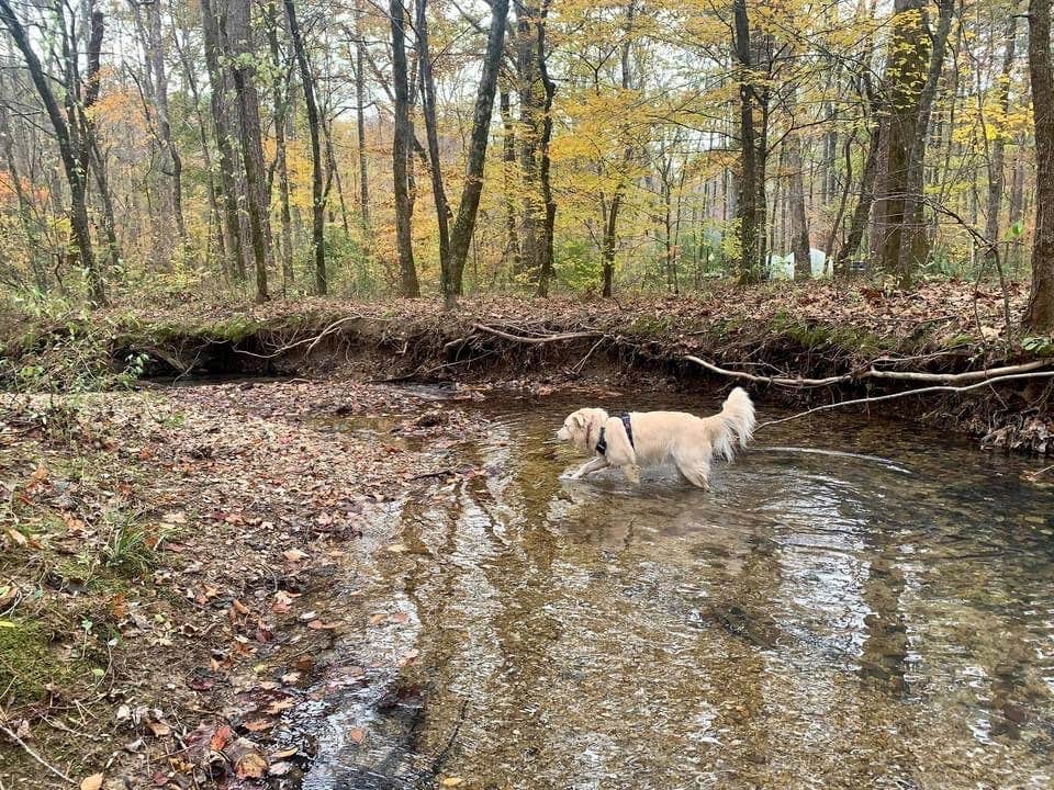 Ward's photo of camping with pets at Pocket Campground — Chattahoochee Oconee National Forest near Mount Berry, GA