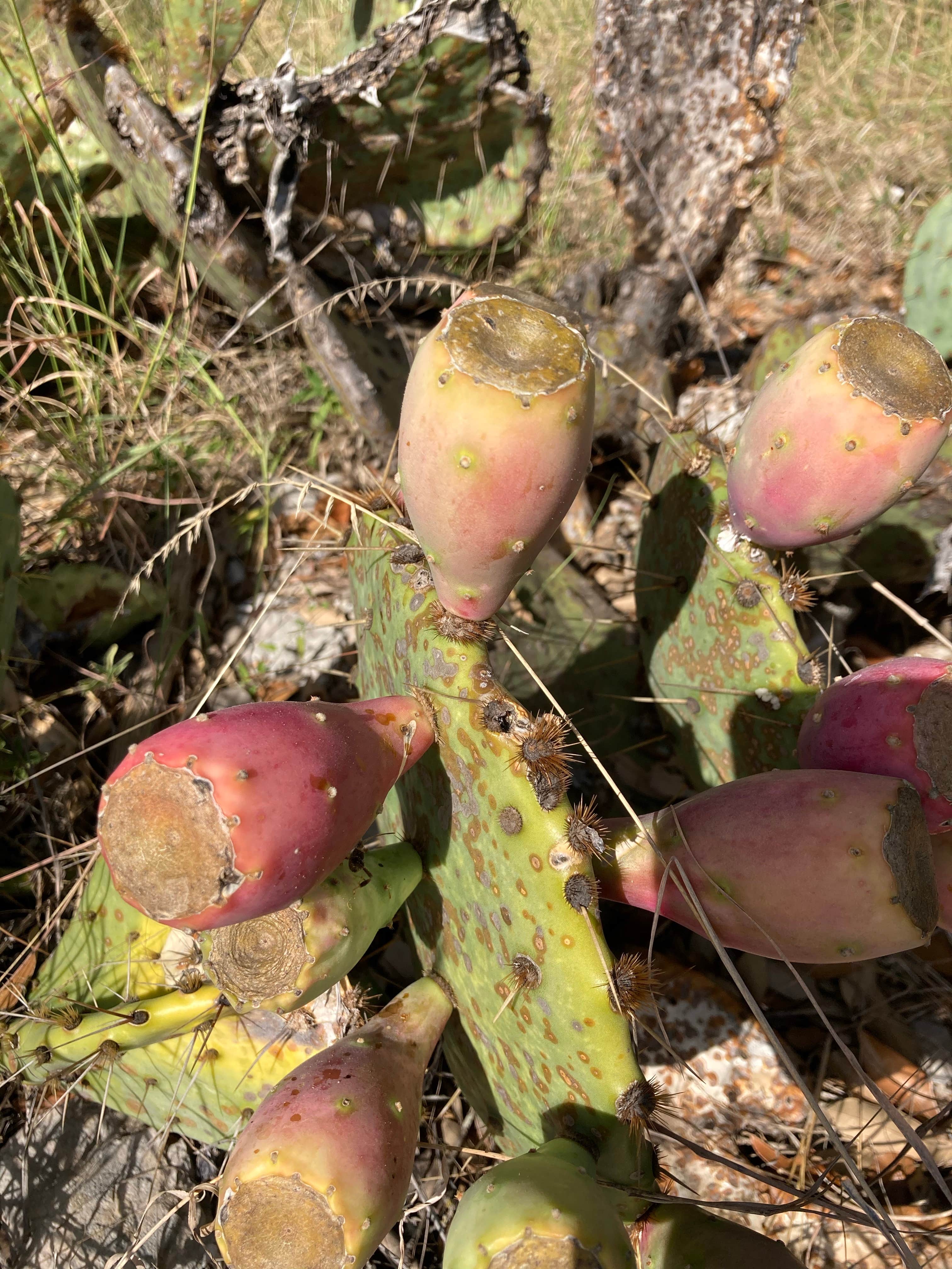 Camper-submitted photo at North Area — Colorado Bend State Park Campground near Copperas Cove, TX