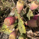 Review photo of North Area Primitive Site — Colorado Bend State Park by Lindsey  L., November 8, 2020