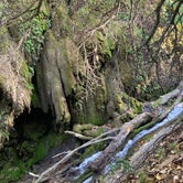 Review photo of North Area Primitive Site — Colorado Bend State Park by Lindsey  L., November 8, 2020