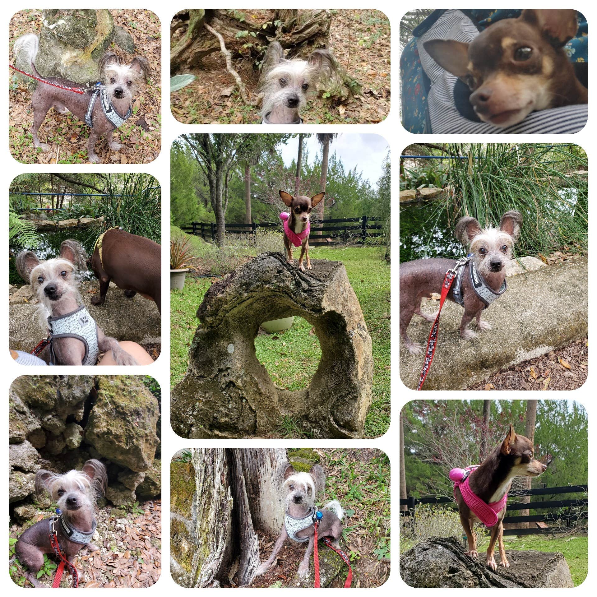 Danyel P.'s photo of camping with pets at Williston Crossings RV Resort near Williston, FL