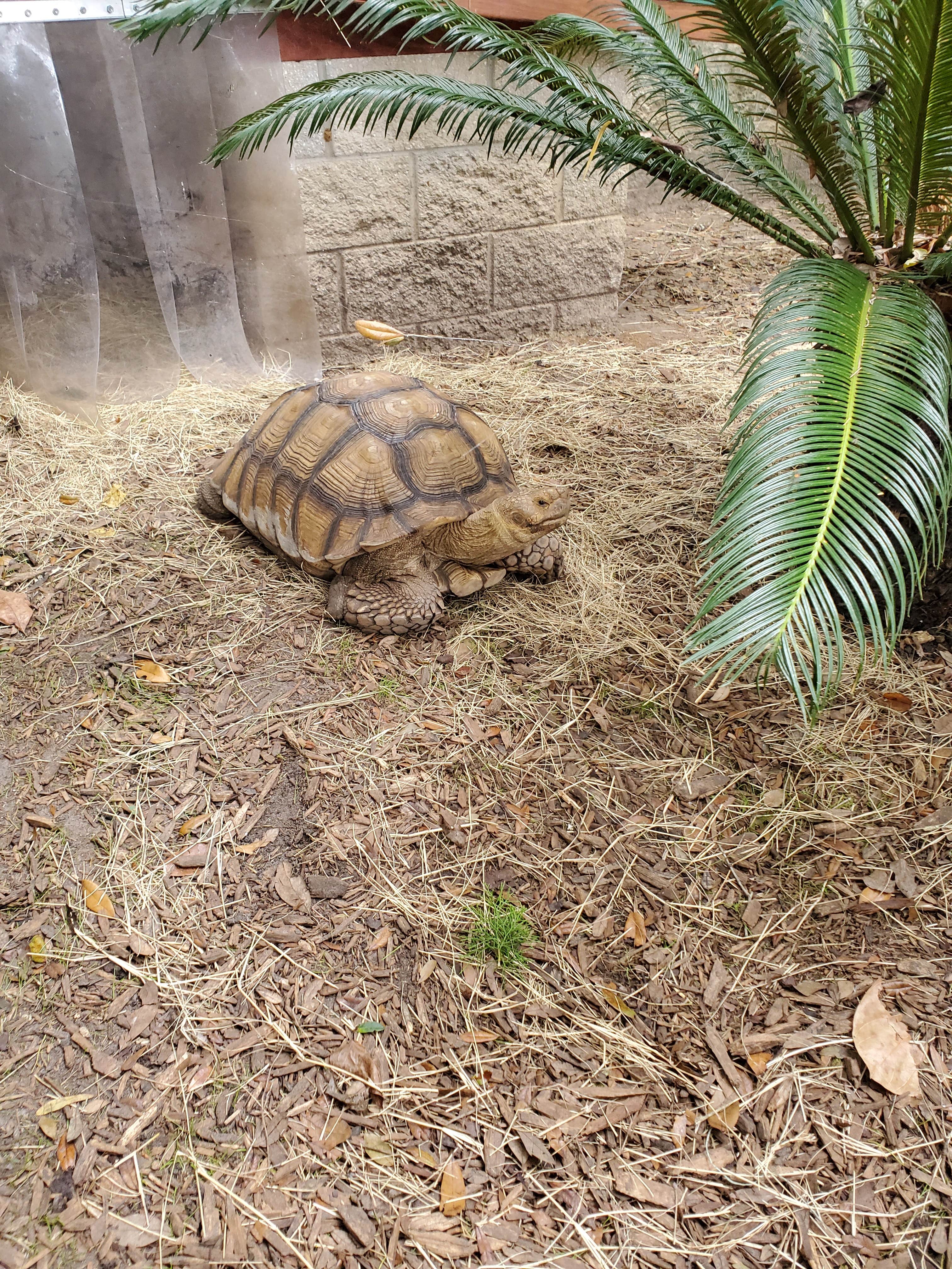 Camper-submitted photo at Williston Crossings RV Resort near Bronson, FL
