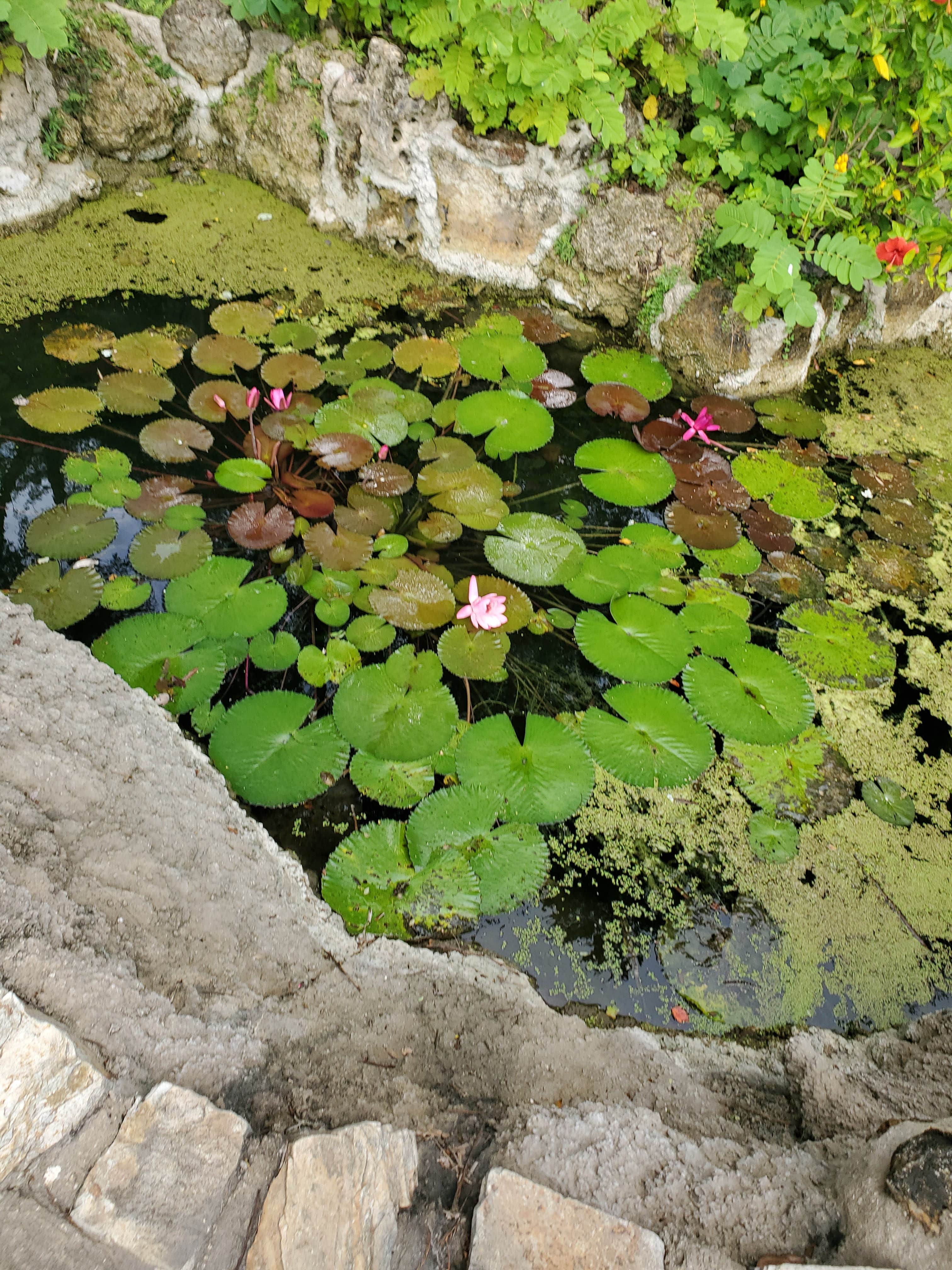 Camper-submitted photo at Williston Crossings RV Resort near Bronson, FL