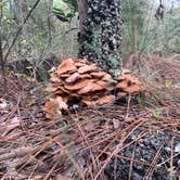 Review photo of Withlacoochee River Park by Bruce D., November 9, 2020