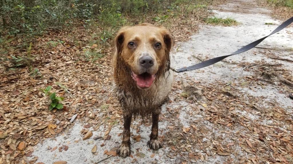 Sarah K.'s photo of camping with pets at Lake Griffin State Park Campground near Bushnell, FL