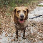 Review photo of Lake Griffin State Park Campground by Sarah K., November 9, 2020