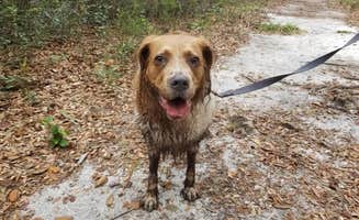 Sarah K.'s photo of camping with pets at Lake Griffin State Park Campground near Webster, FL